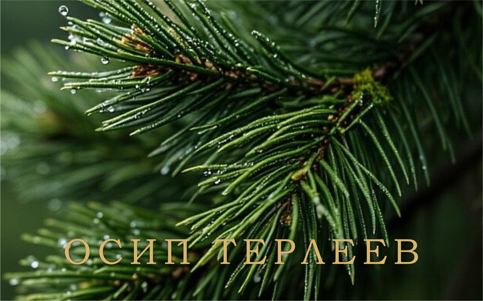 Дизайн сертификата 2